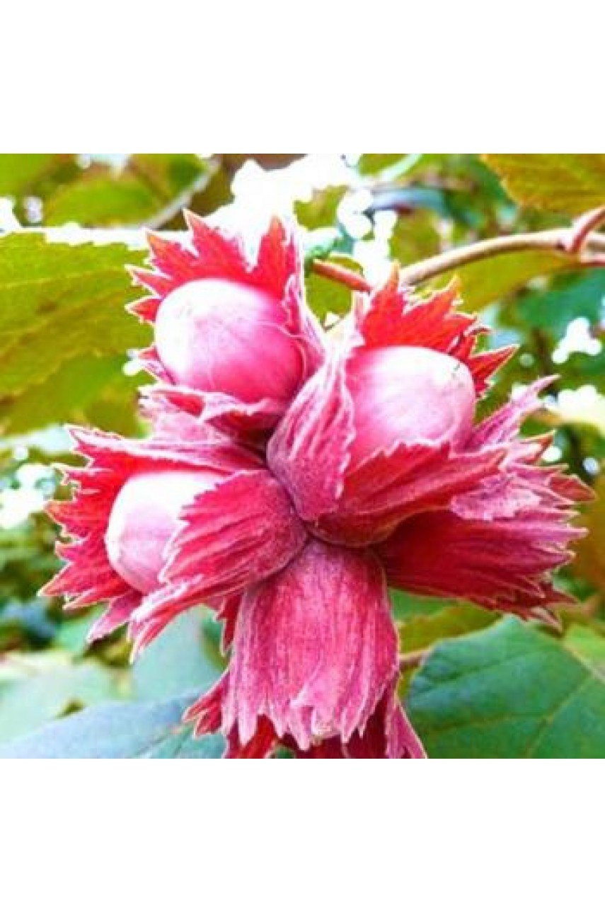 Acer platanoides 'Royal Red'
