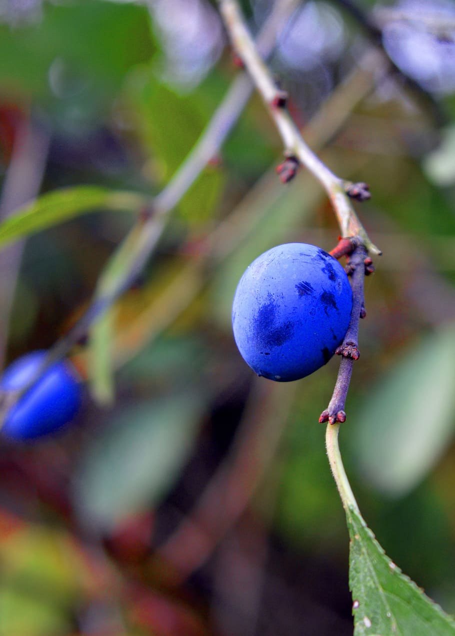 Терн (Prunus spinosa)