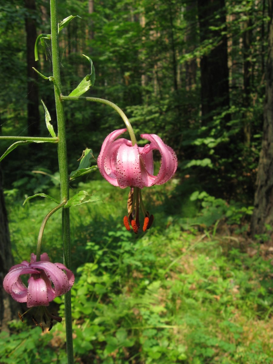 Лилия pumilum Пумилум