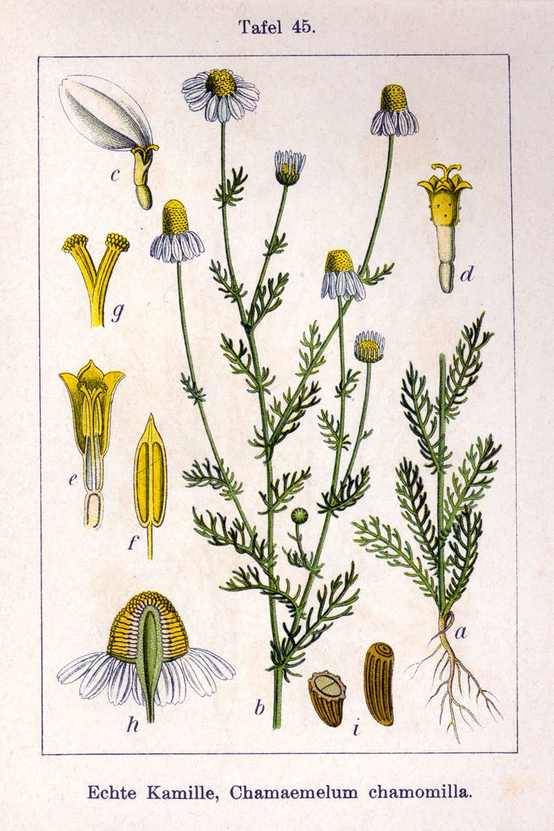 Ромашка аптечная гербарий