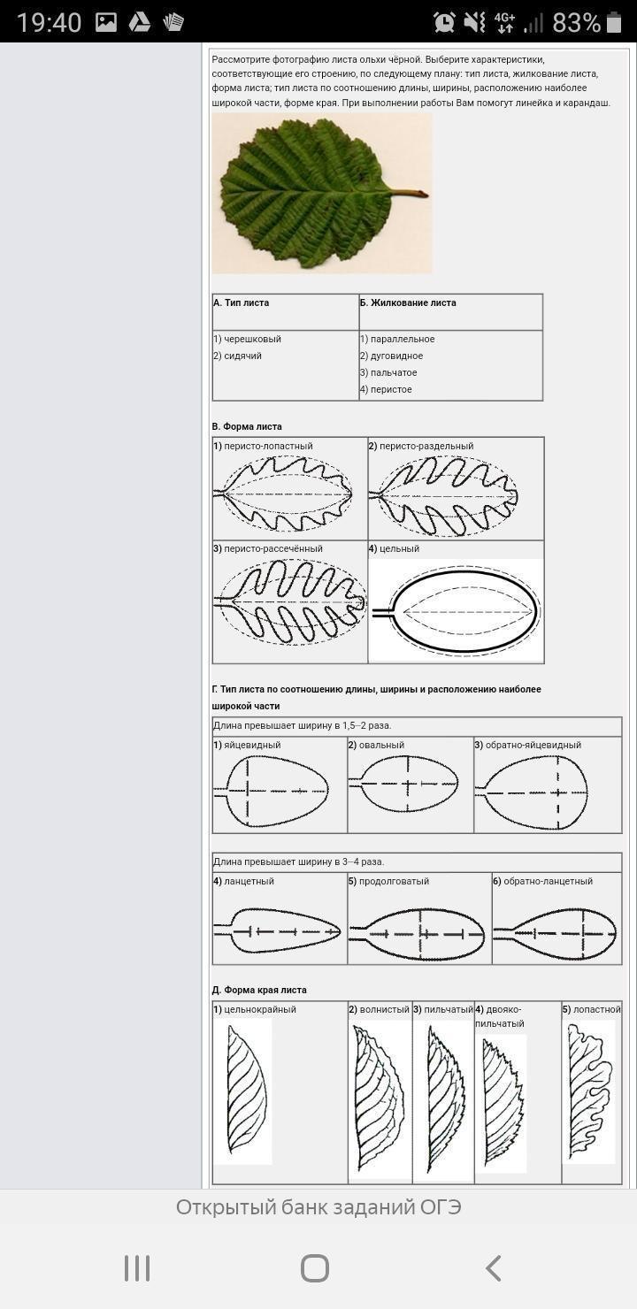 Форма листовой пластинки вяза