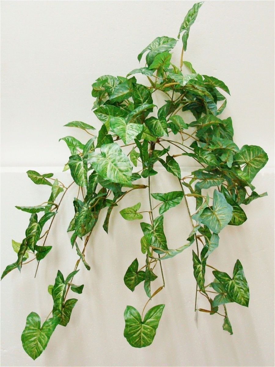 Сингониум Ушастый