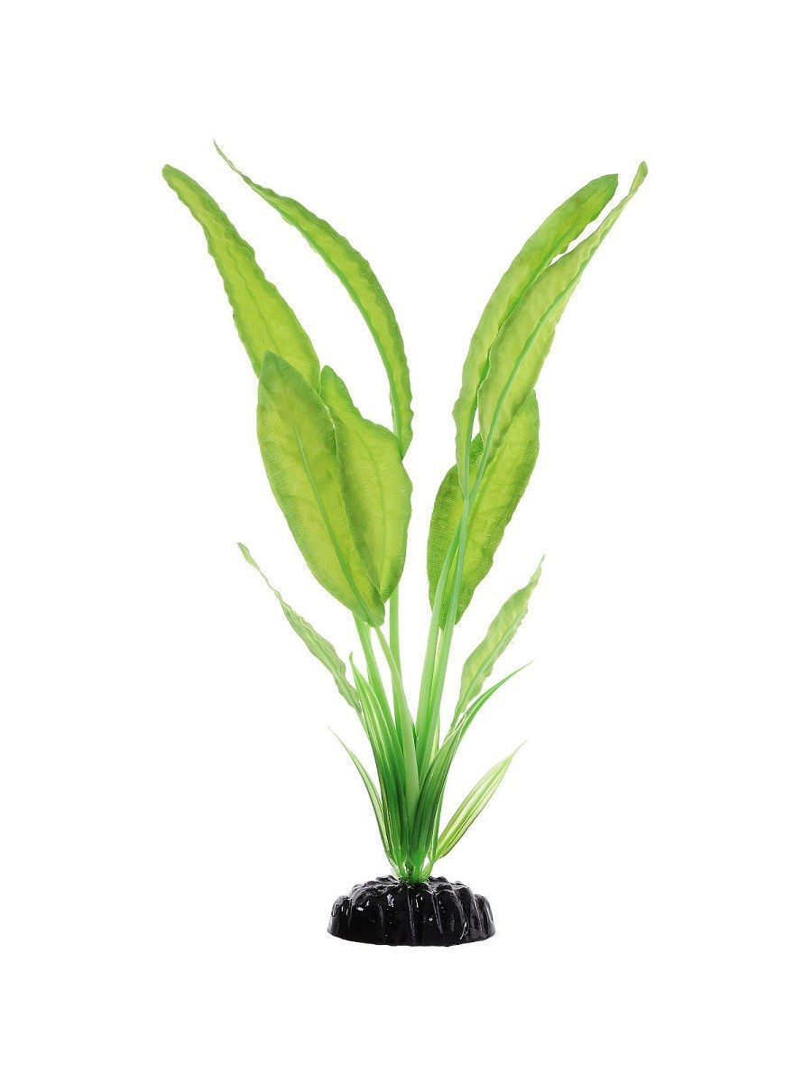 Апоногетон Боивина