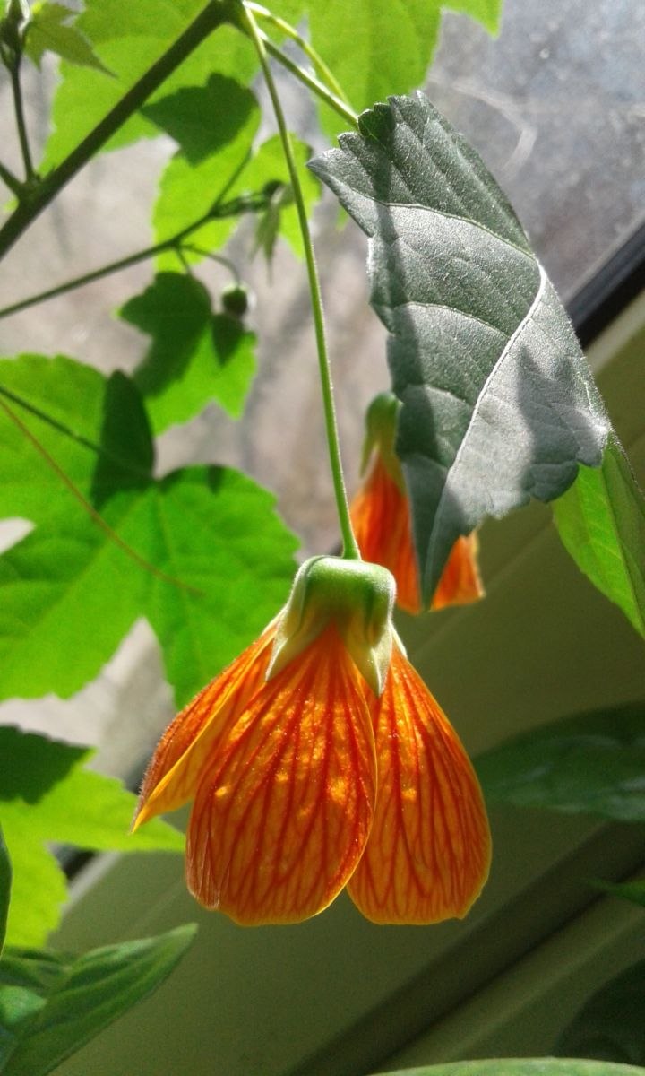 Абутилон апельсинового цвета фото