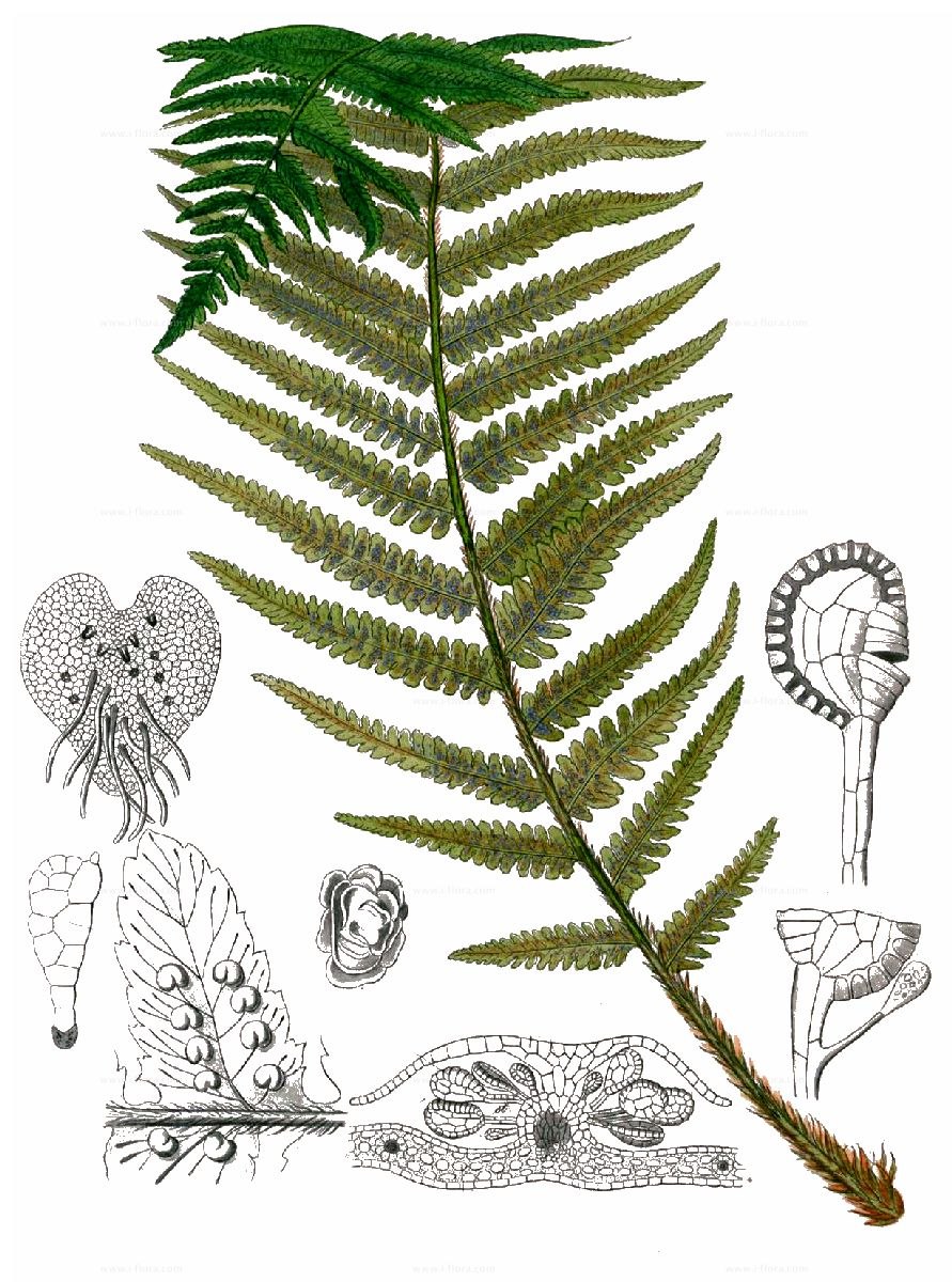 Щитовник толстокорневищный рисунок с подписями