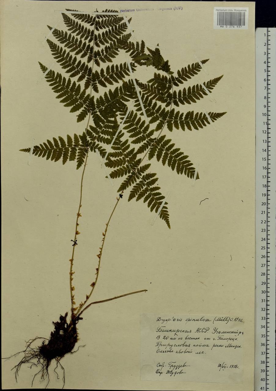 Щитовник мужской особенности строения