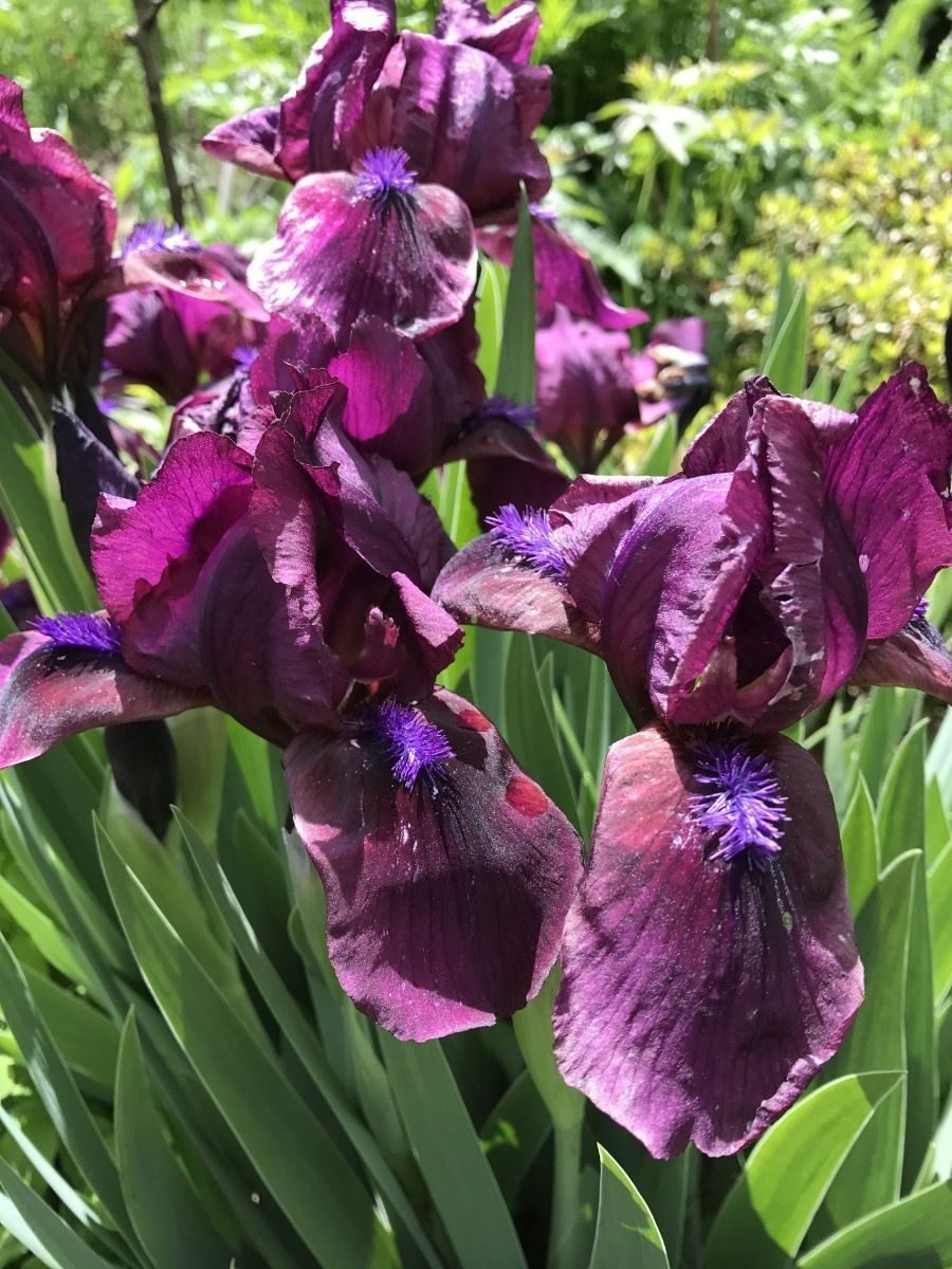 Ирис карликовый big Blue Eyes