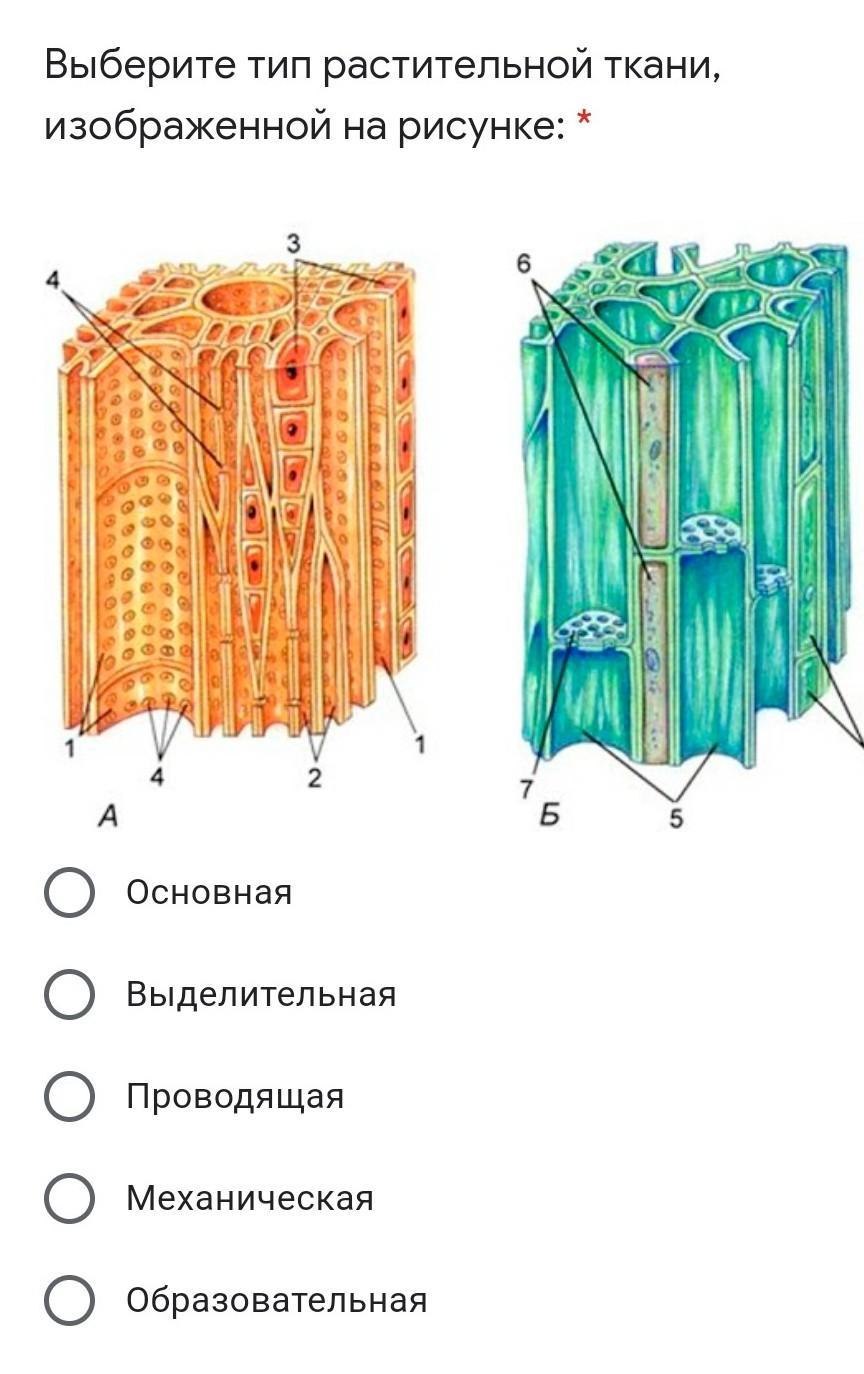 Сосудистые растения ткани