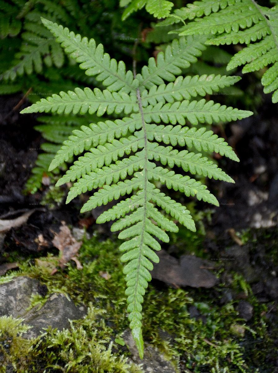 Телиптерис буковый