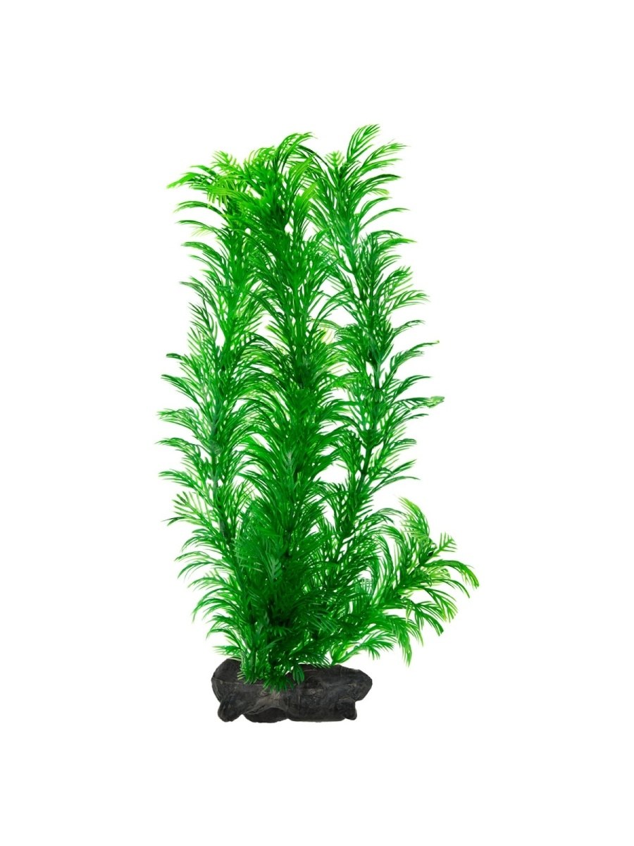 Элеохарис игольчатый