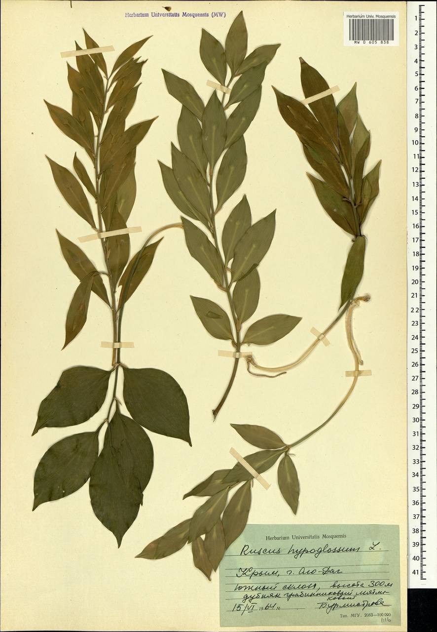 Иглица колючая