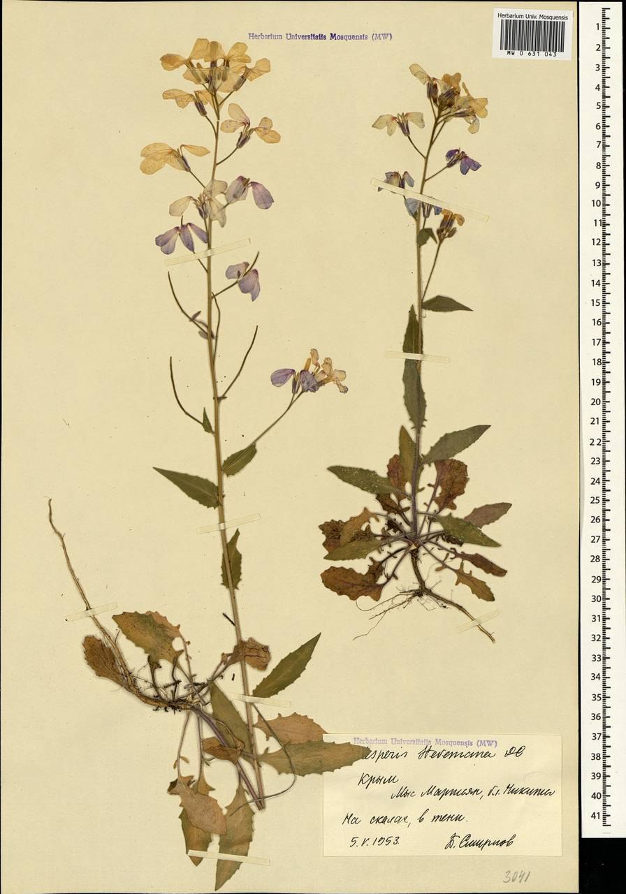 Цветы вечерница ночная красавица