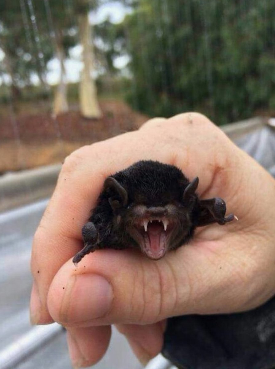 Вечерница сибирская плод