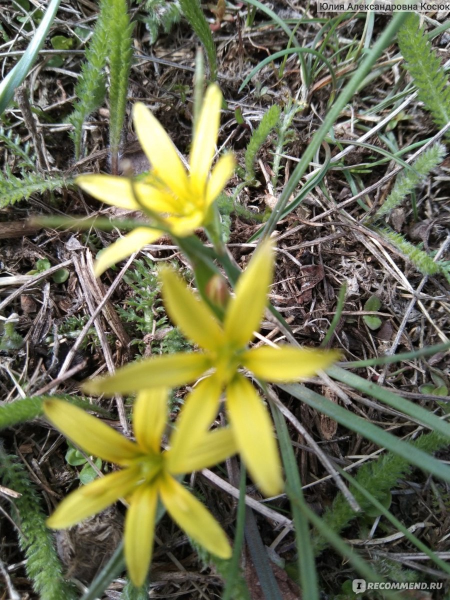 Гусиный лук загадки для детей