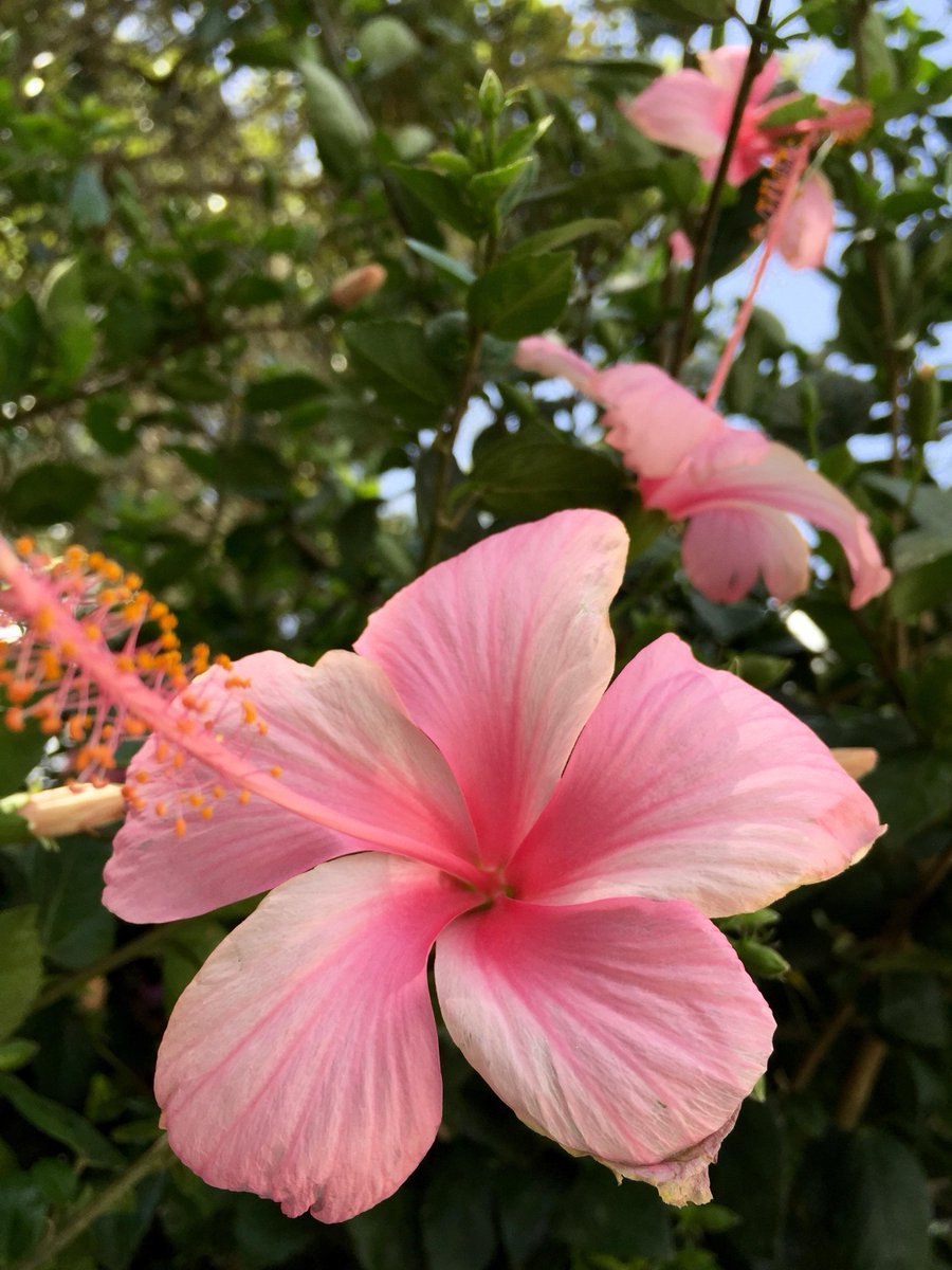 Гибискус южный