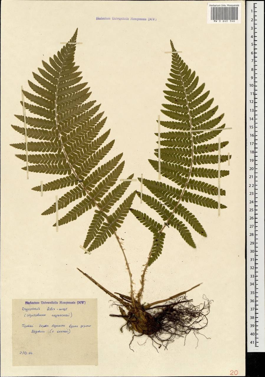 Строение соруса папоротника. Dryopteris filix-mas(l.) Schott. Систематика папоротника щитовника. Щитовник мужской гербарий.