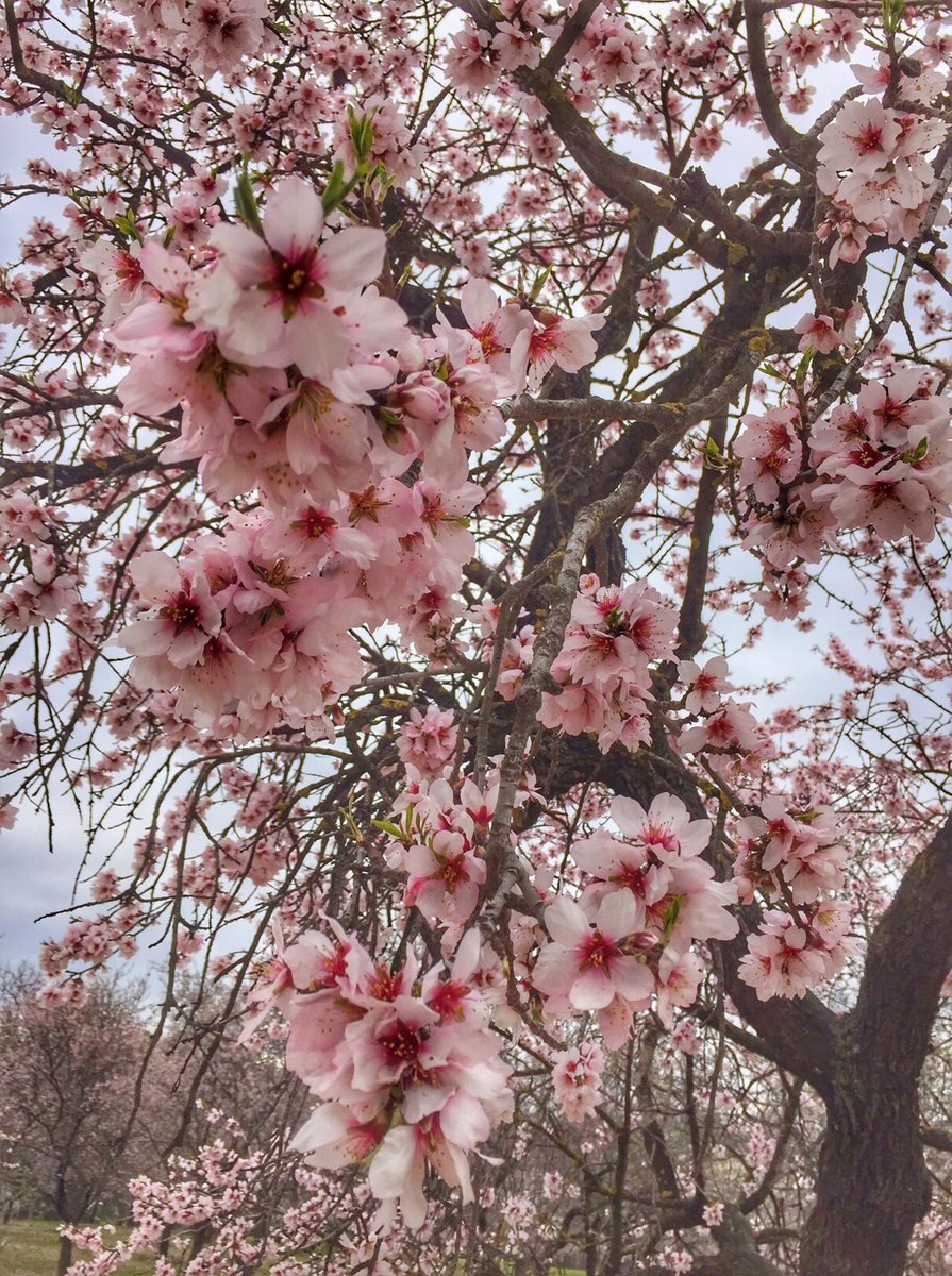 Цветение миндаля