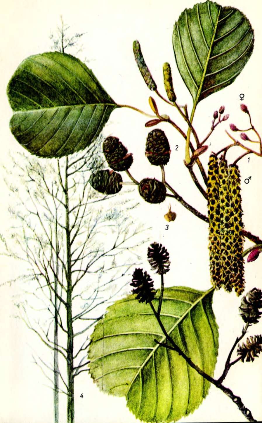 Ольха черная (Alnus glutinosa)