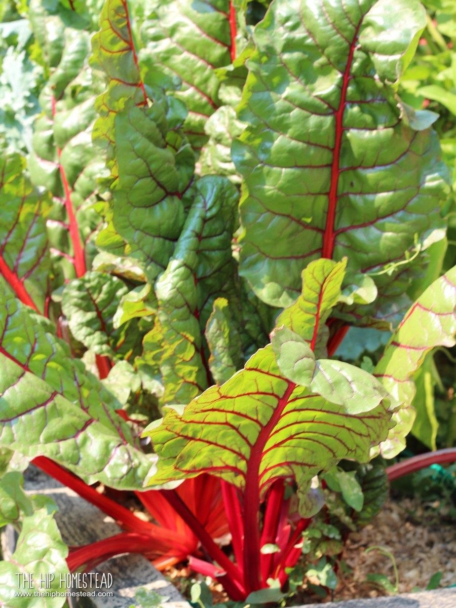 Головня конский каштан