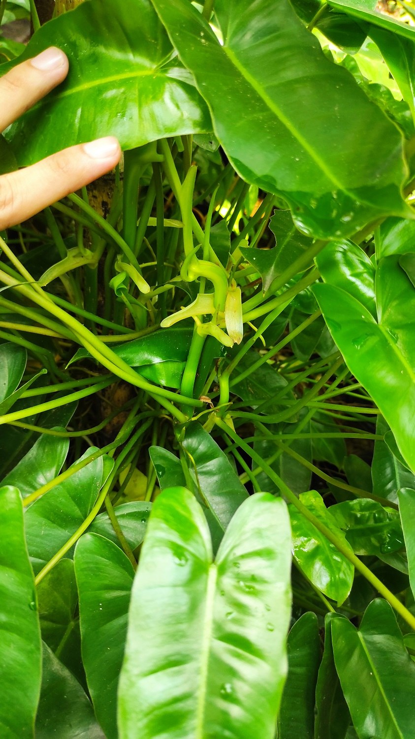 Филодендрон еллоу сав