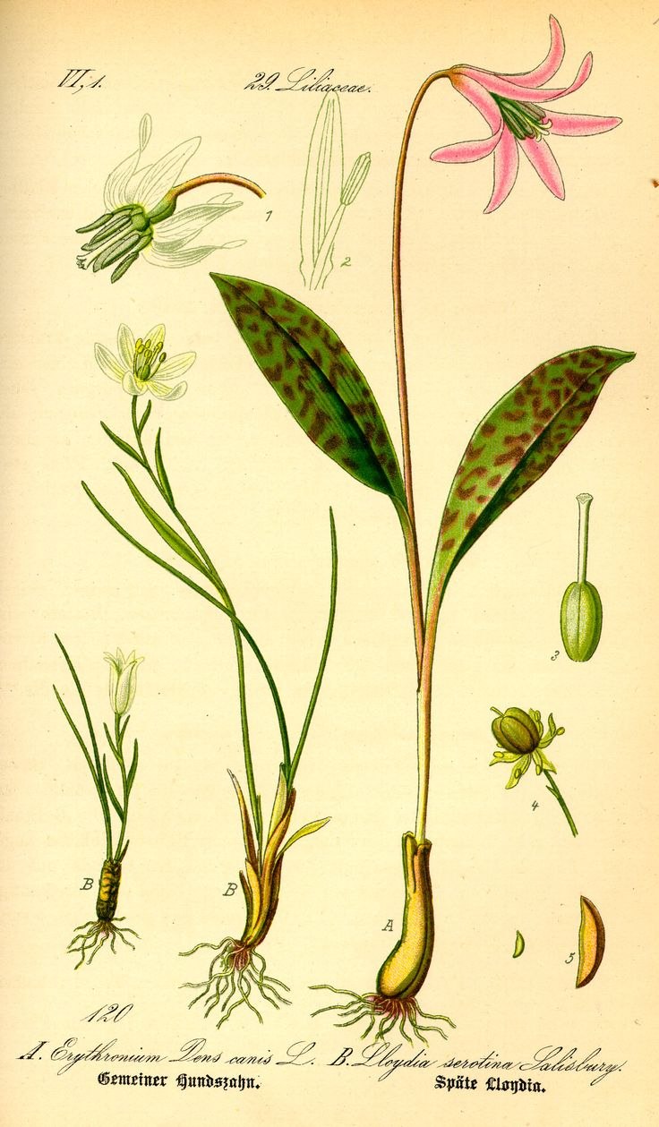 Кандык Ирис