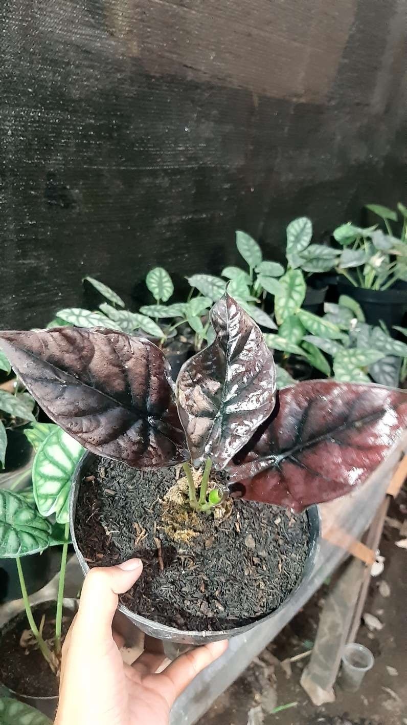 Алоказия Бамбино Арроу