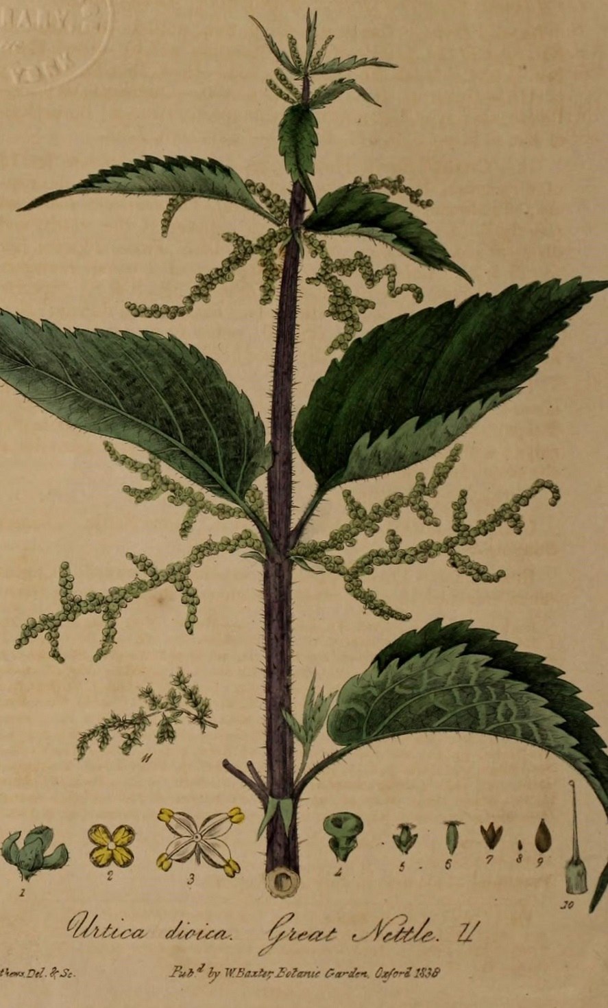 Слепая крапива