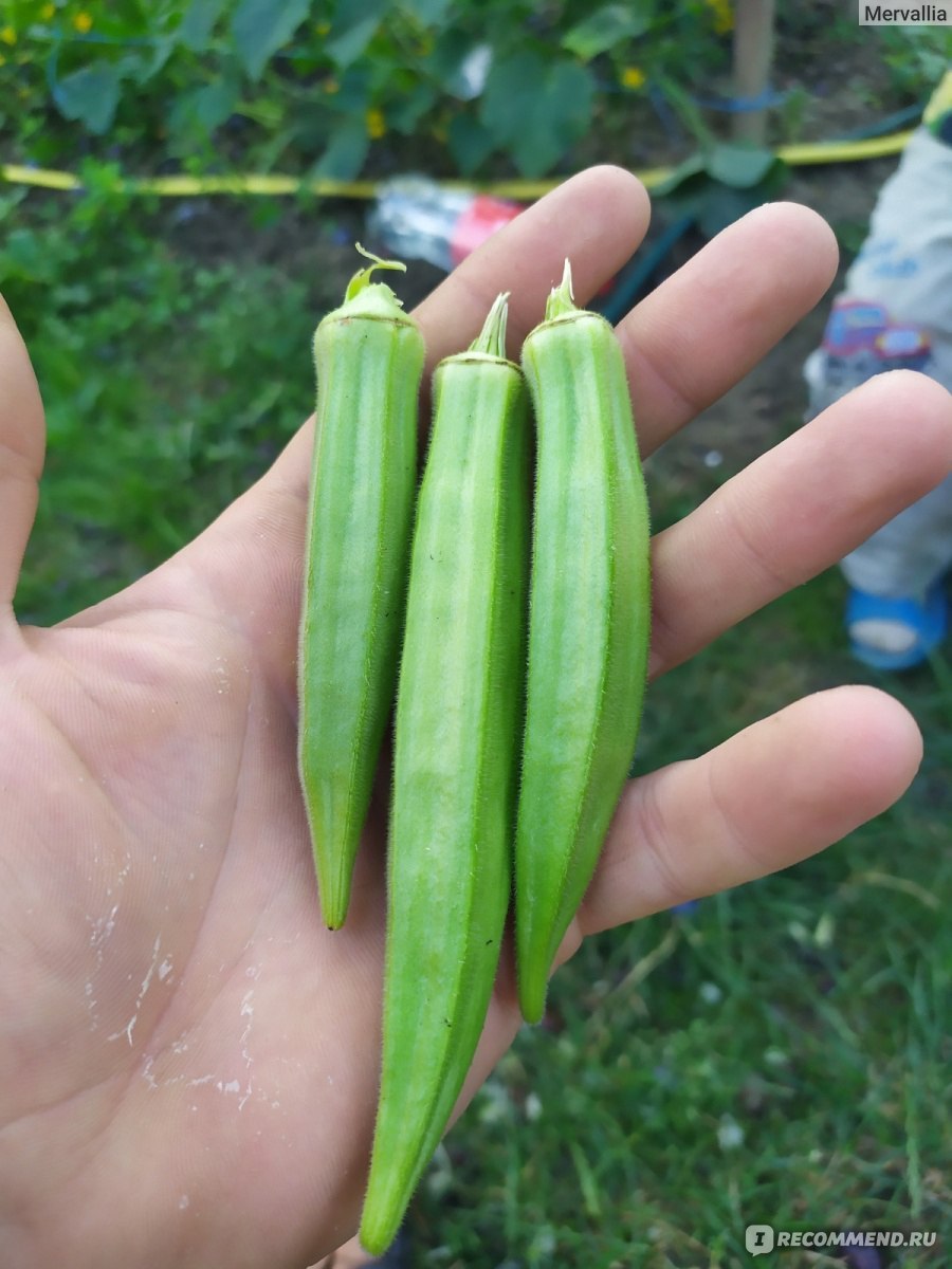 Бамия етиштириш