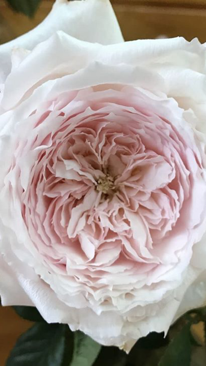 Салманасар (Salmanasar)