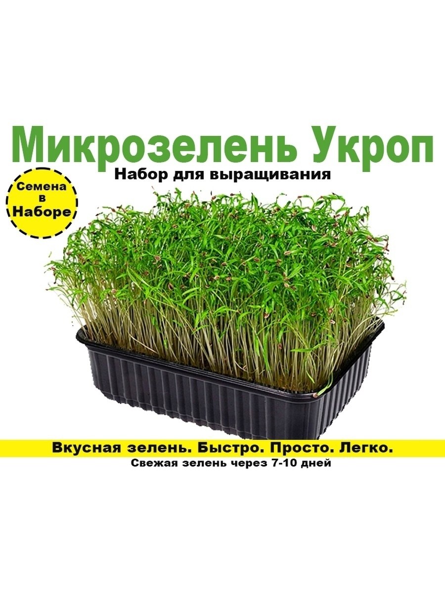 Люпин микрозелень