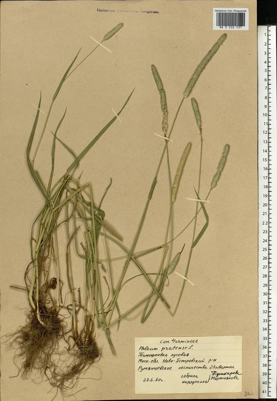 Тимофеевка луговая ее ест мышь