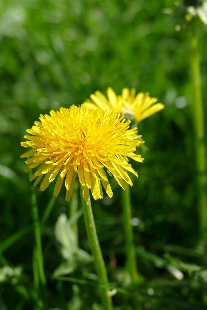Asteraceae одуванчик