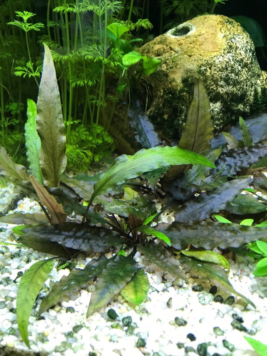 Криптокорина Беккета