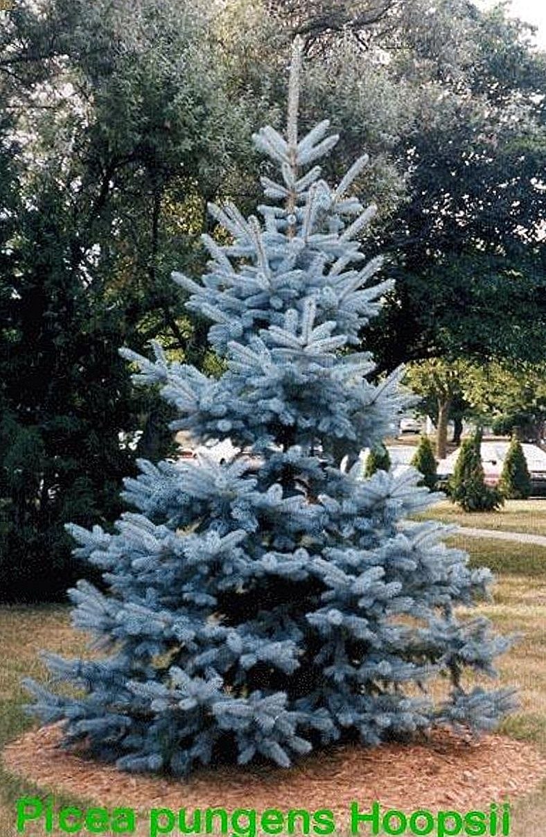 Ель голубая отношение к свету