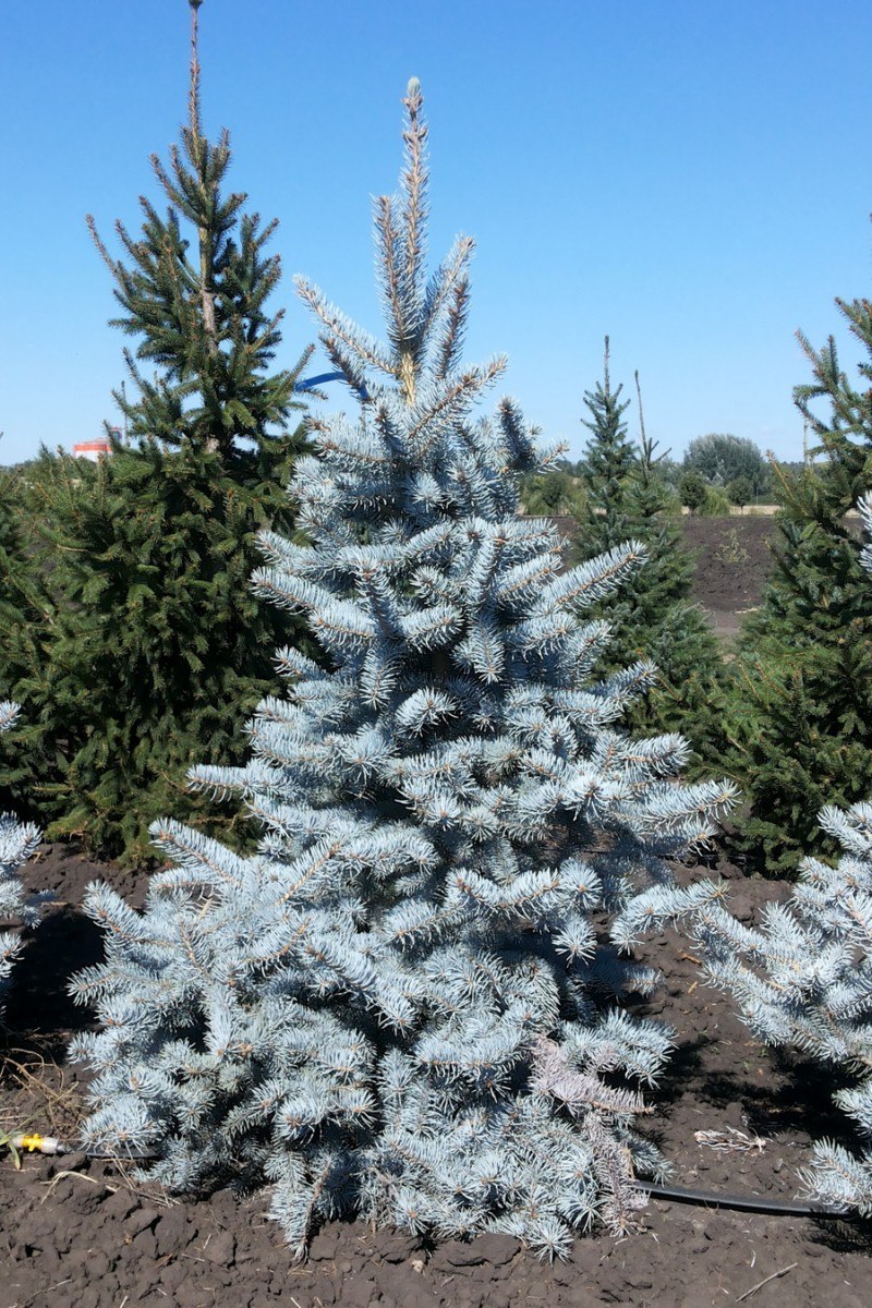 Ель колючая Блю Маунтин
