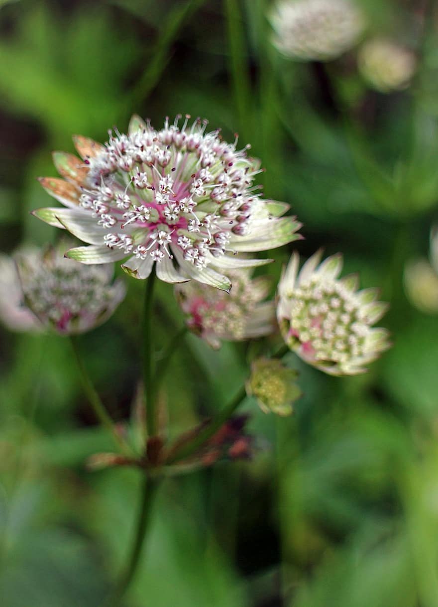 Астранция теневыносливость