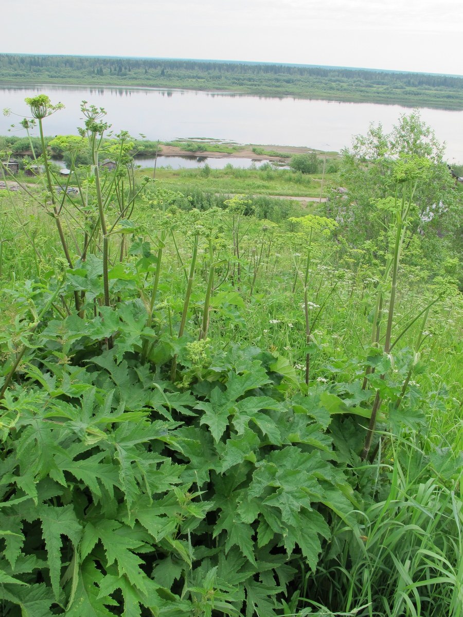 Ядовитый борщевик Сосновского