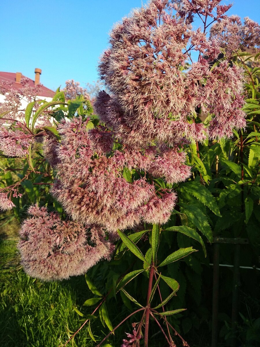 Замиокулькас замиелистный