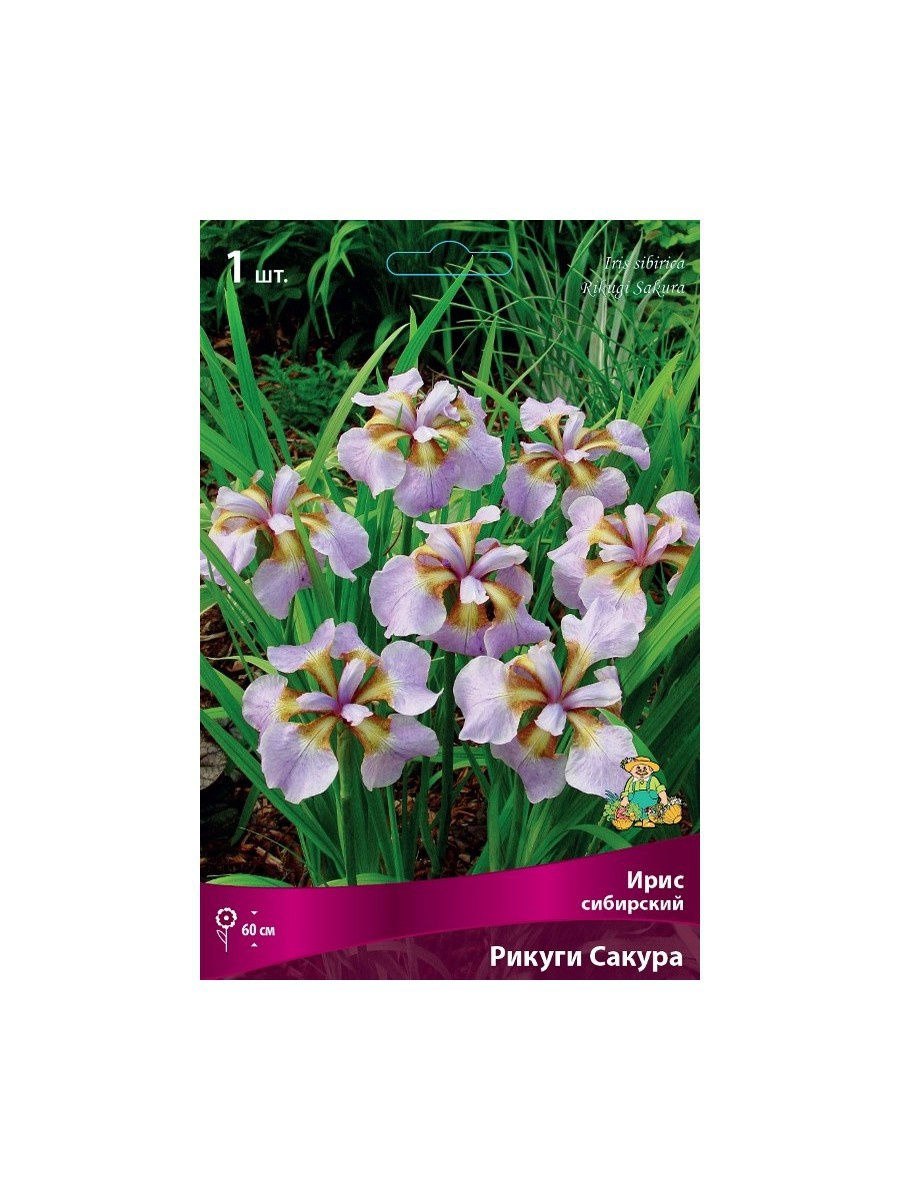 Ирис Сибирский (Iris sibirica `Imperial Opal`)