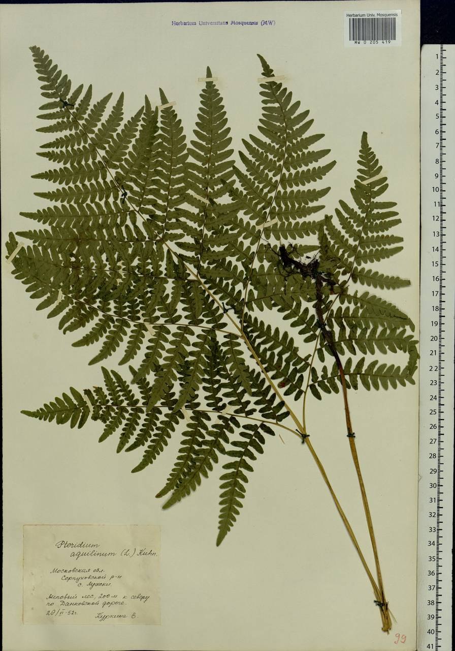 Орляк обыкновенный корневище