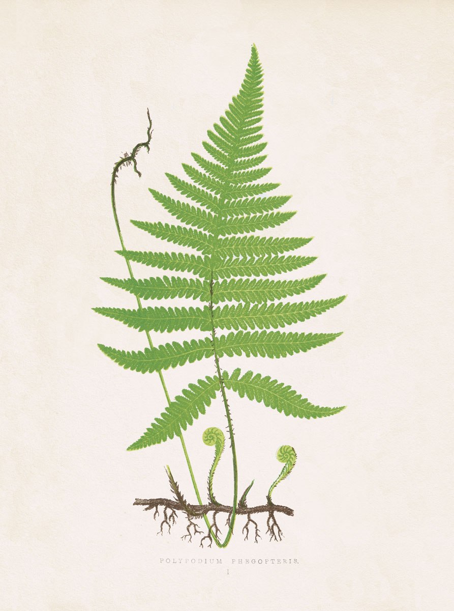 Папоротниковидные Щитовник