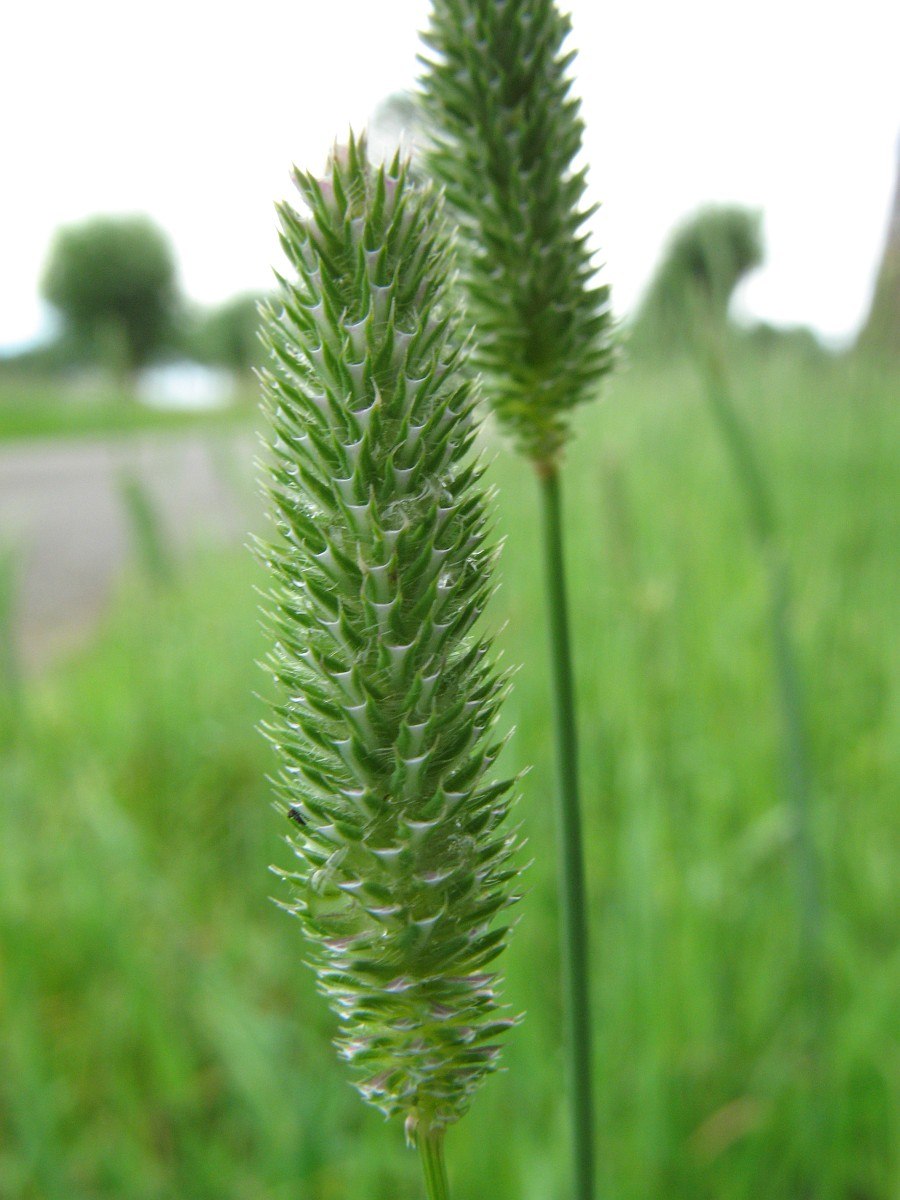 Лисохвост и Тимофеевка