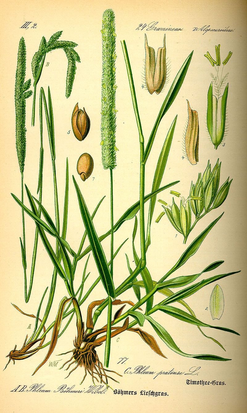 Трава Тимофеевка фото крупным планом