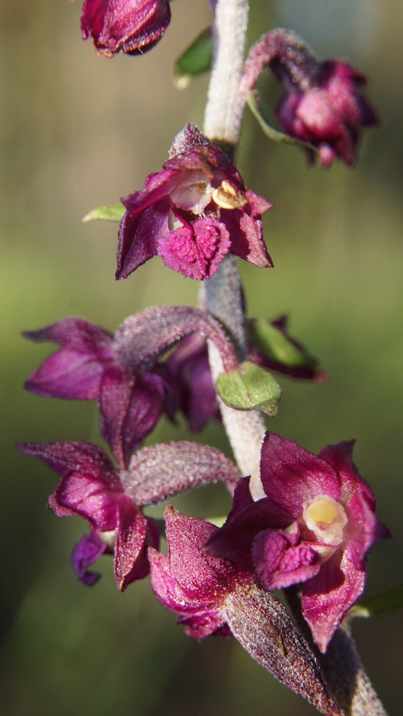 Дремлик Тунберга