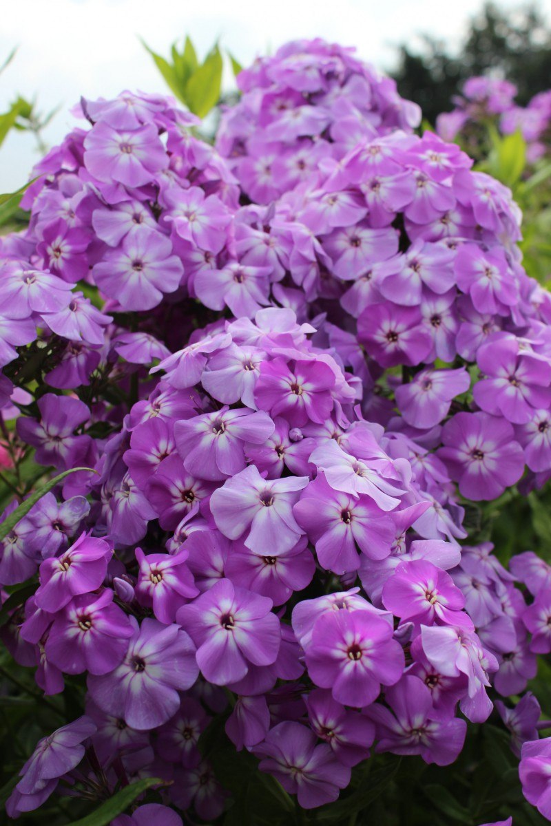 Флокс метельчатый