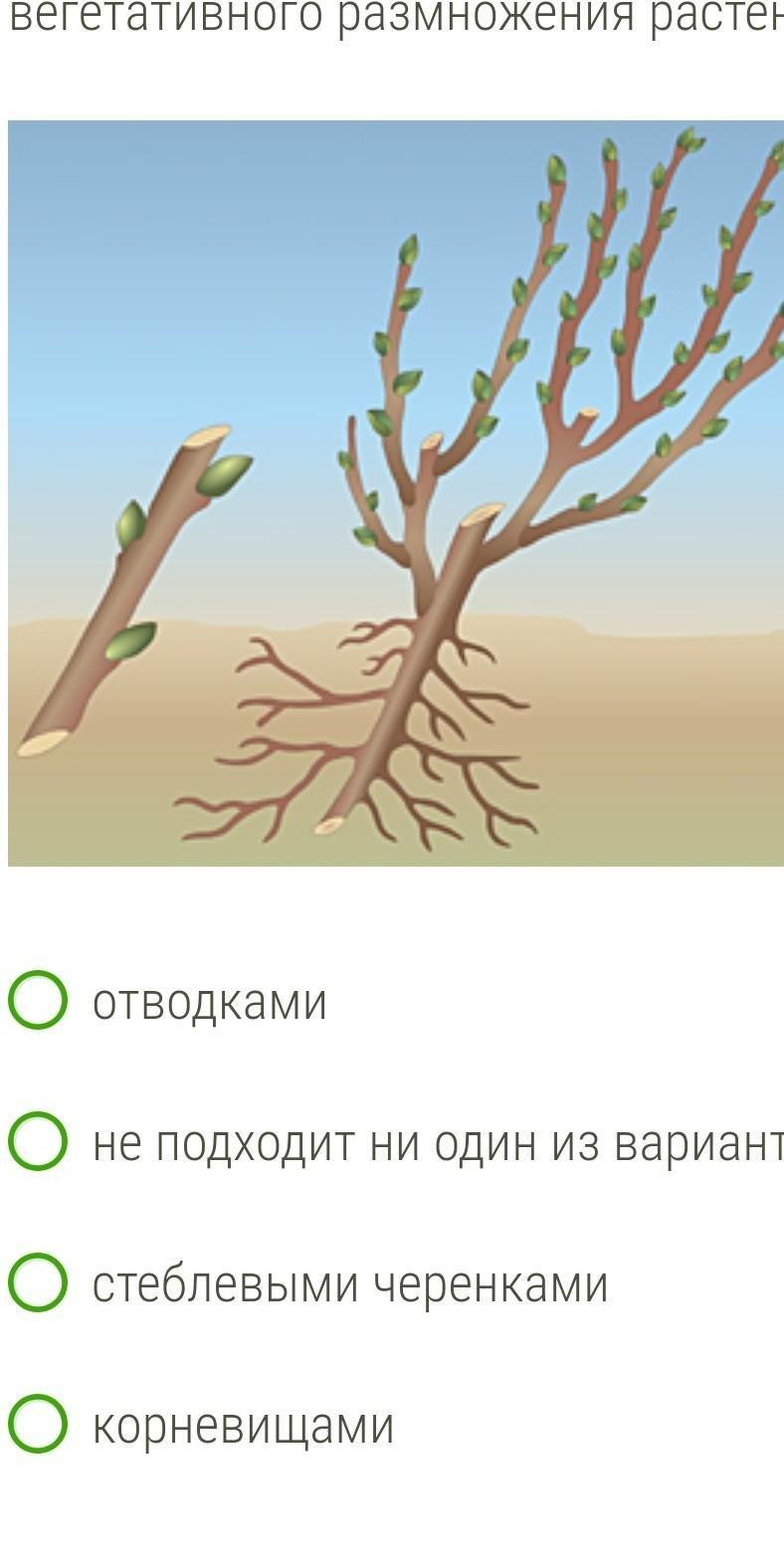 Способы вегетативного размножения растений