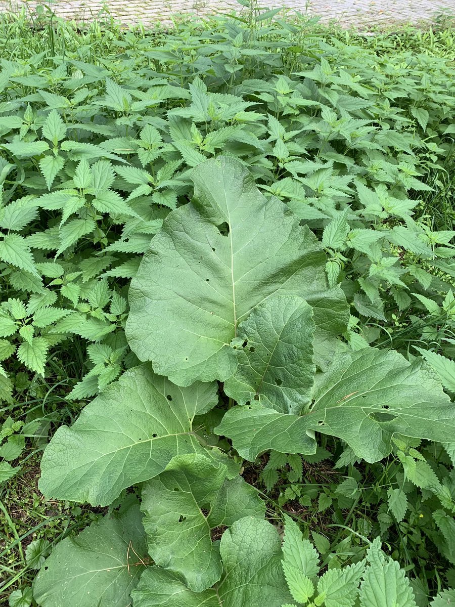 Лопух Сибирский