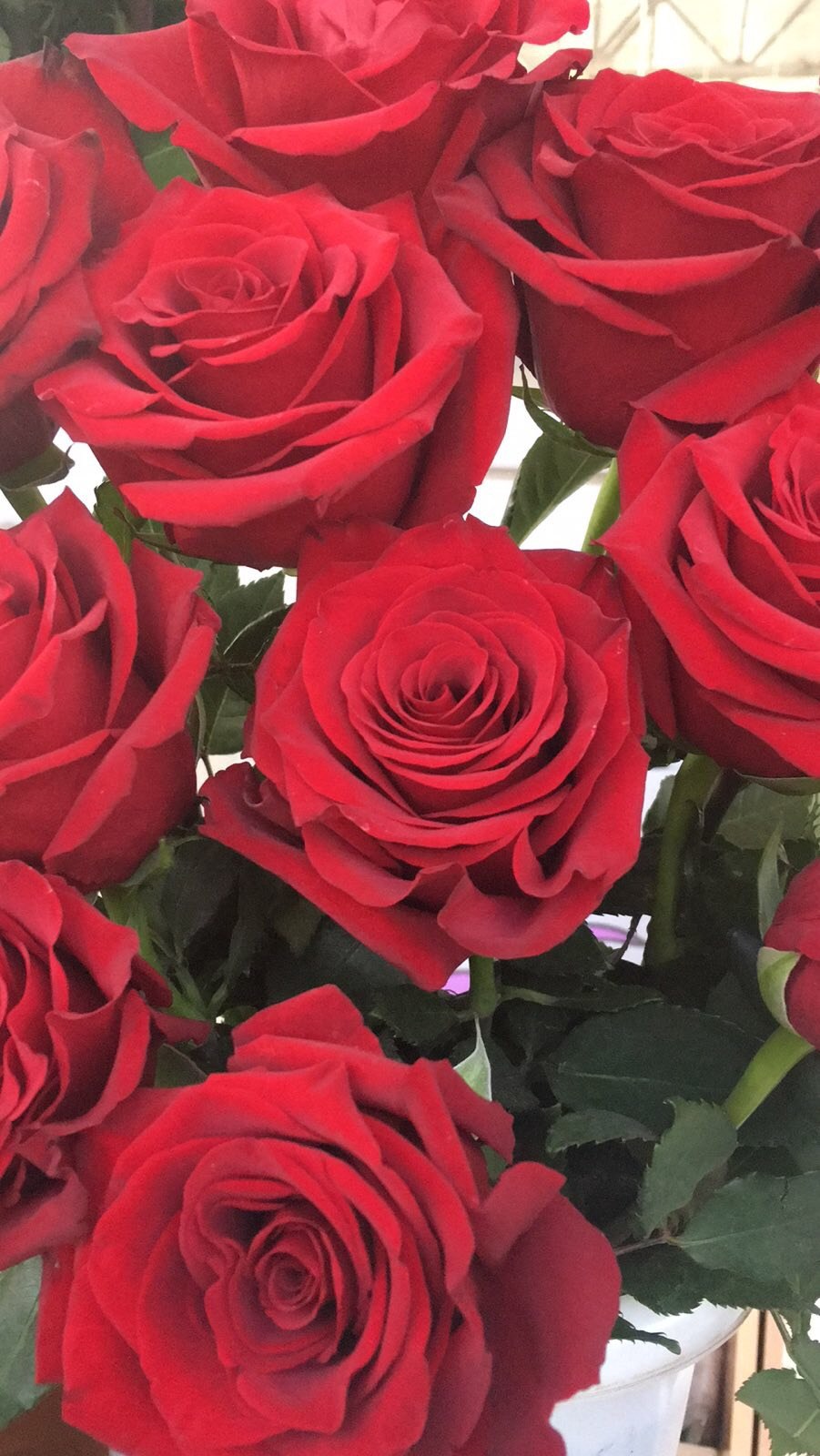 Роза эксплорер Explorer