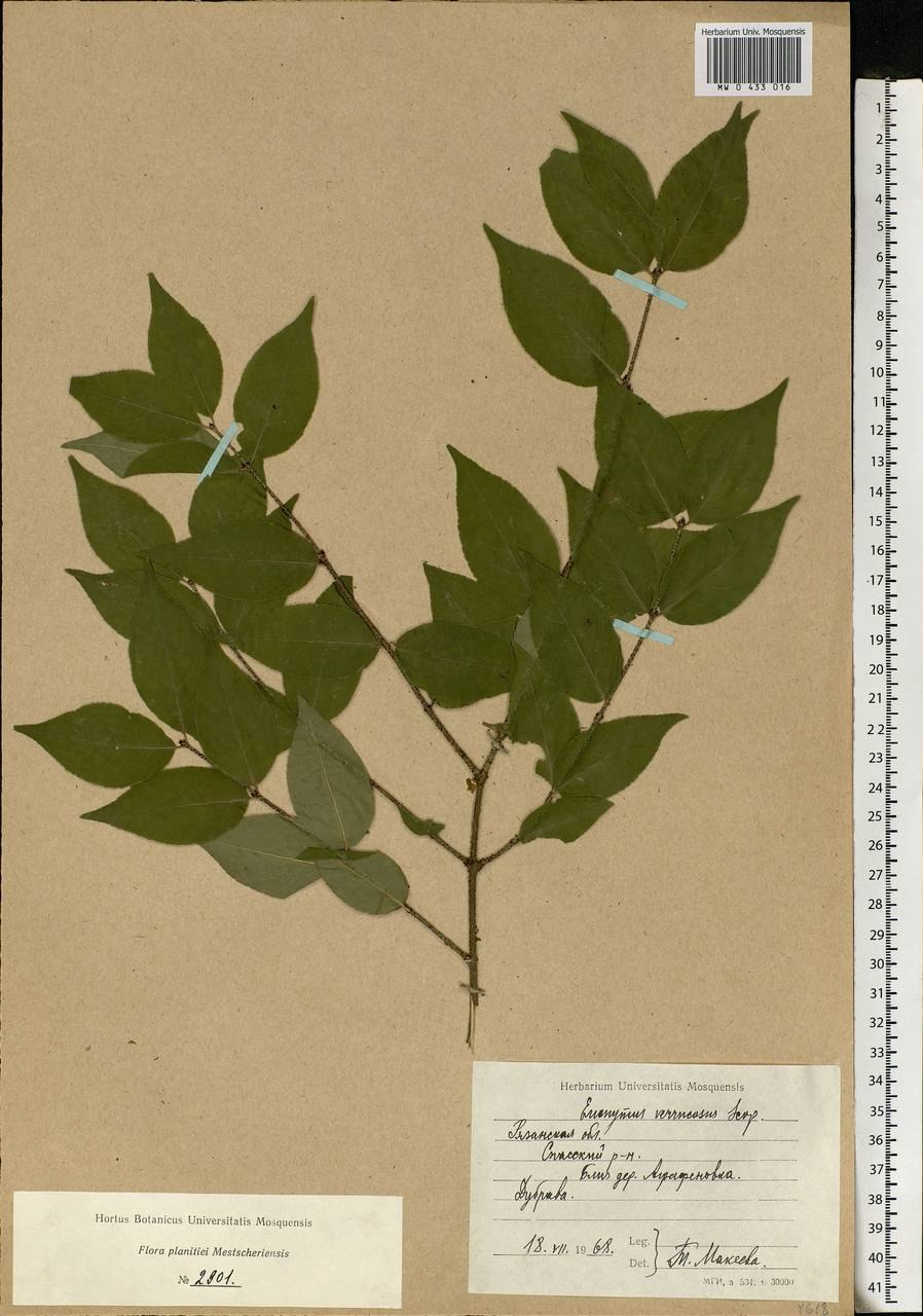 Бересклет крылатый черенкование