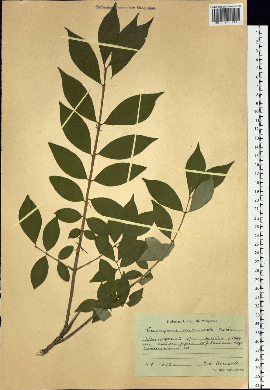 Размножение и расселение растений